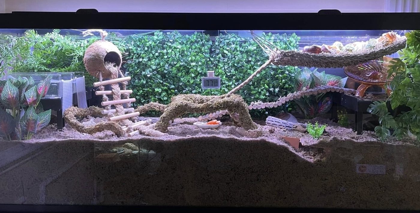 Never Move a Filled Hermit Crab Tank