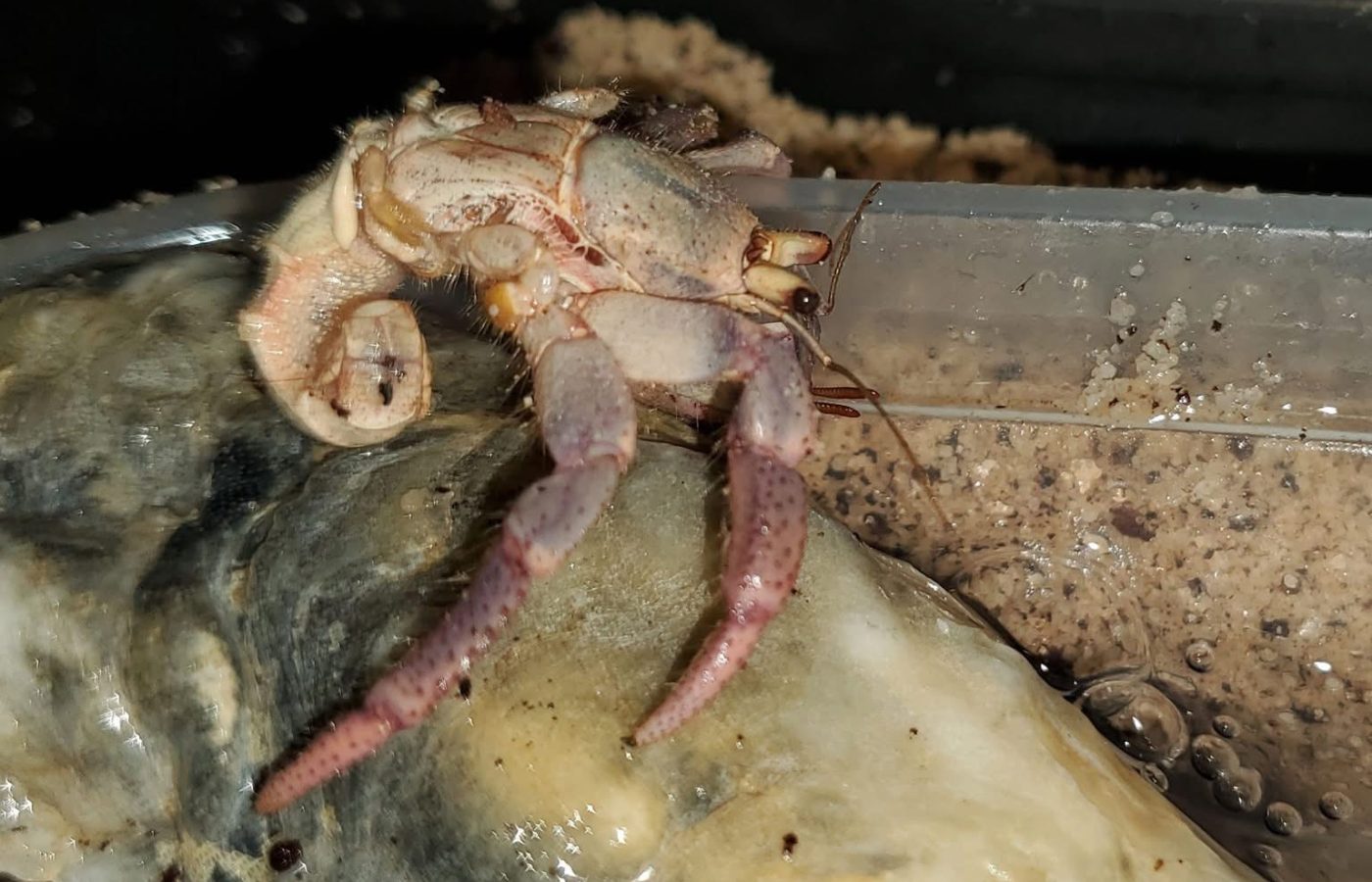 Help Weak or Molting Hermit Crabs Recover
