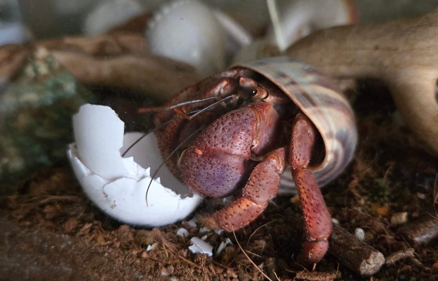 When and Why Do Hermit Crabs Molt?
