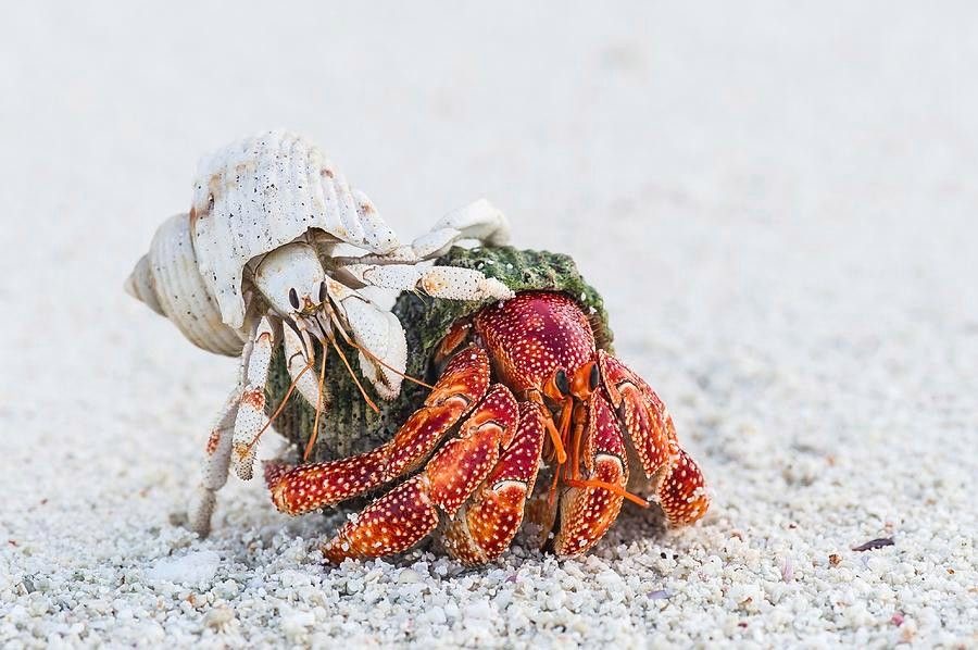 Do Hermit Crabs Talk? Understanding Their Chirping Sounds