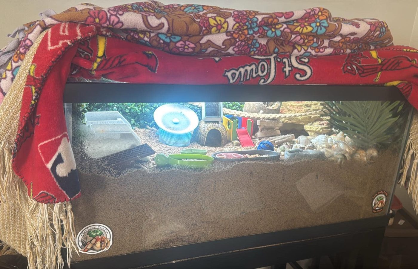 12 things you need to set up a hermit crab habitat successfully.
