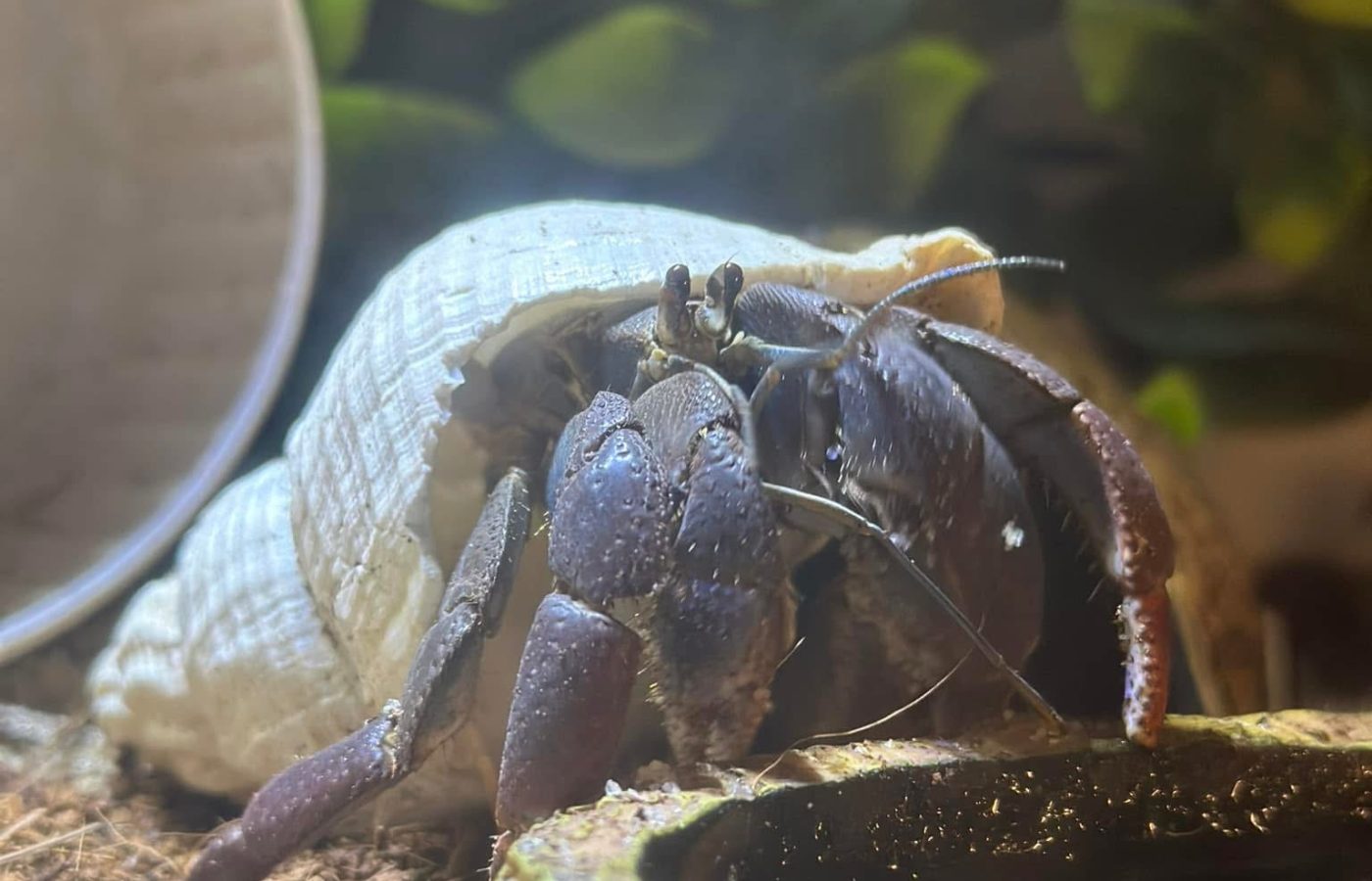 How Hermit Crabs Drink Water: A Unique Hydration Process