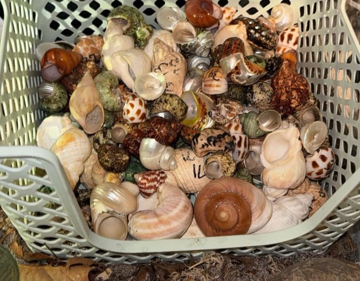Preparing Hermit Crab Shells