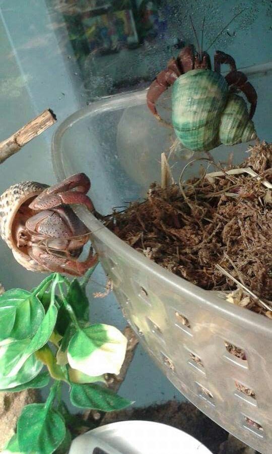 Hermit Crab Limb Regrowth: Recovery Guide