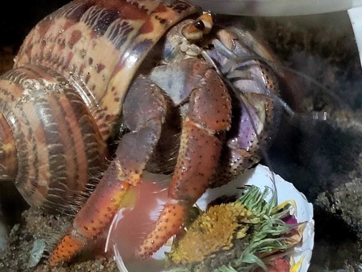 How Hermit Crabs Smell Food: A Unique Sense of Smell