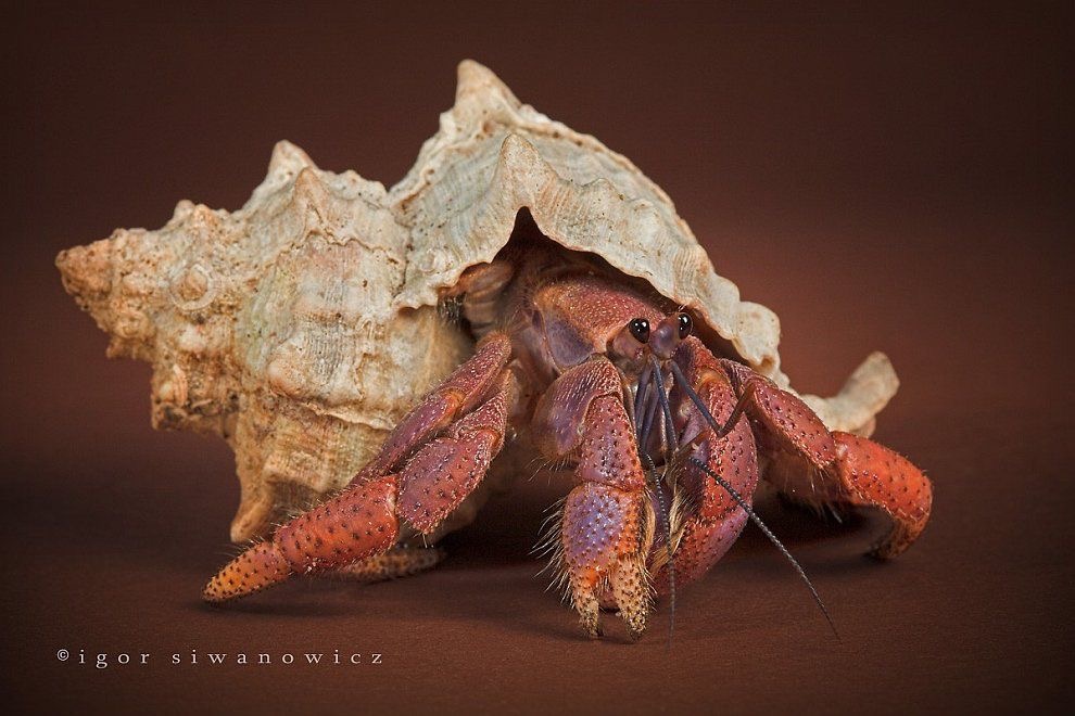 Hermit Crab Humidity: Why It’s Vital for Their Health